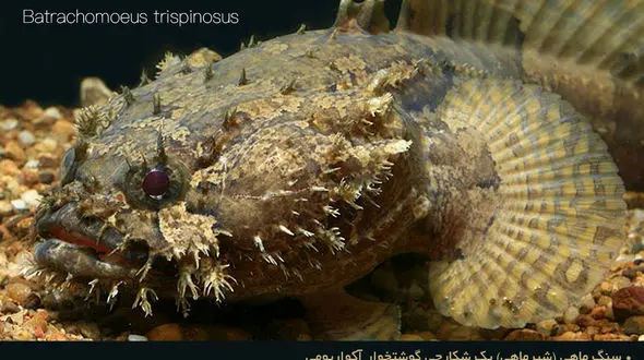 با یک شکارچی گوشتخوار آکواریومی آشنا شوید +تصاویر 