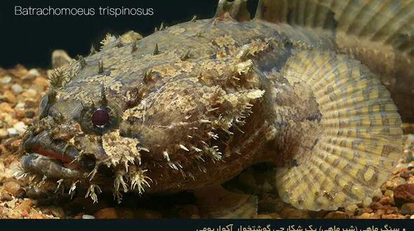 با یک شکارچی گوشتخوار آکواریومی آشنا شوید +تصاویر 