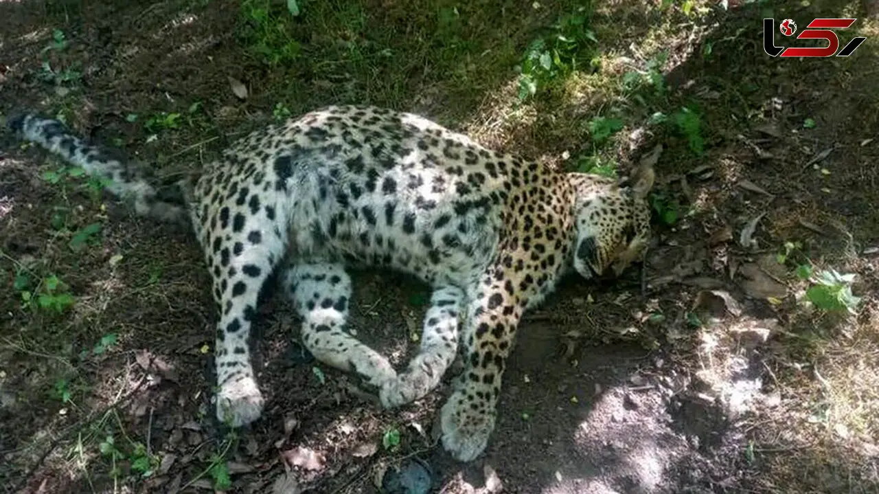 مرگ مشکوک پلنگ ۵ ساله در عباس‌آباد؛ لاشه برای کالبدشکافی منتقل شد