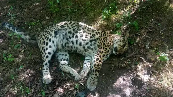 مرگ مشکوک پلنگ ۵ ساله در عباس‌آباد؛ لاشه برای کالبدشکافی منتقل شد
