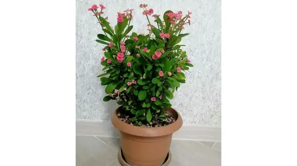 فال روزانه شخصی / 8 اسفند ماه + فیلم