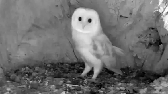 رعد و برق این جغد را ترساند + فیلم 