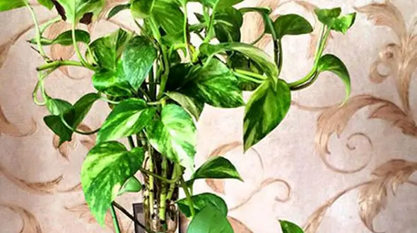 گیاهانی که مناسب برای آپارتمان است +عکس 