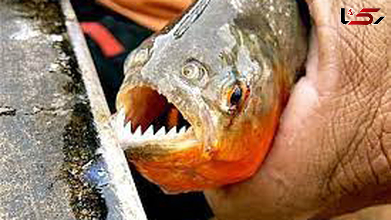 ببینید / قدرت باورنکردنی دندان‌های ماهی گوشتخوار ! + فیلم