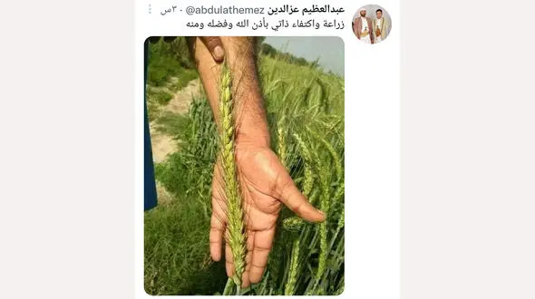 عجیب ترین گندم کشت شده + عکس