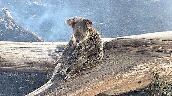 صدای جیغ کوالاهای گرفتار در آتش استرالیا شنیده می‌شود