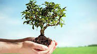 اجرای طرح درخت‌کاری واحدهای اهدای اعضای کشور با رویکرد کاشت نهال‌های سبز بارور مهر و بخشش  + فیلم