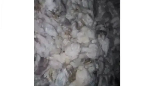 فیلم تاسفبار رهاسازی مرغ های زنده در بیابان خوزستان ! / شوک در باغ ملک !