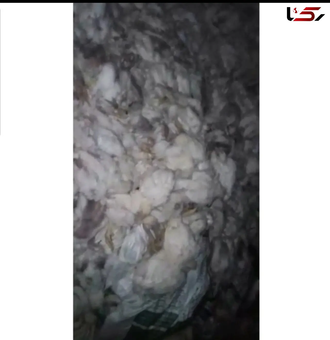فیلم تاسفبار رهاسازی مرغ های زنده در بیابان خوزستان ! / شوک در باغ ملک !