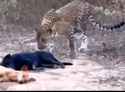 فیلم شکار آرام سگ خوابیده توسط پلنگ