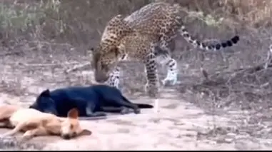 فیلم شکار آرام سگ خوابیده توسط پلنگ