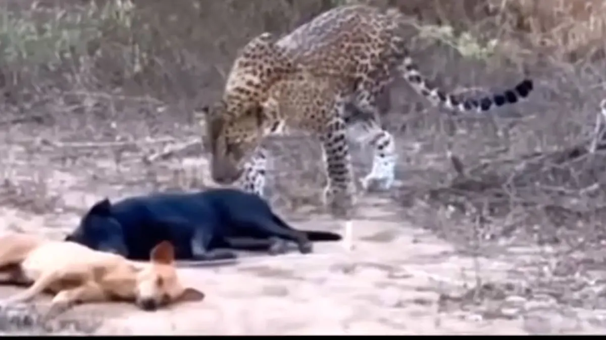 فیلم شکار آرام سگ خوابیده توسط پلنگ