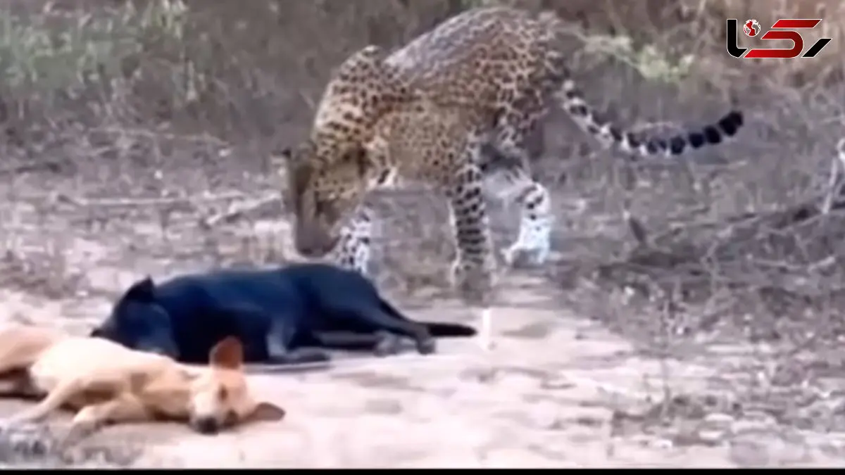فیلم شکار آرام سگ خوابیده توسط پلنگ