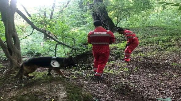 کودک 4 ساله 24 ساعت در جنگل تنها بود + جزئیات