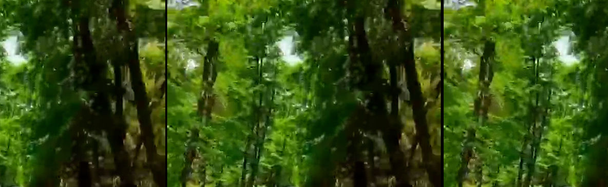 تونل درختی روستای صفرابسته از جاذبه های گردشگری گیلان / فیلم