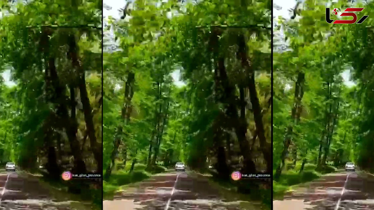 تونل درختی روستای صفرابسته از جاذبه های گردشگری گیلان / فیلم