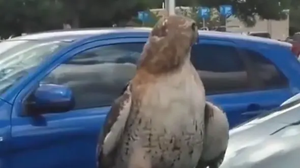 شکار حیرت‌انگیز شاهین در فضای شهری؛ ویدیویی که وایرال شد + فیلم