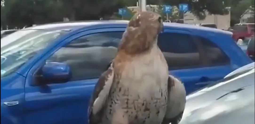 شکار حیرت‌انگیز شاهین در فضای شهری؛ ویدیویی که وایرال شد