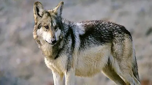 فیلم هیجان انگیز از عملیات زندگیری گرگ وحشی وسط شهر  میاندوآب