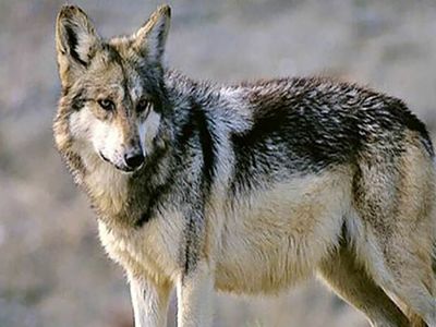 فیلم هیجان انگیز از عملیات زندگیری گرگ وحشی وسط شهر  میاندوآب