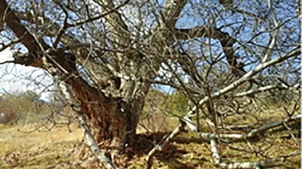 ثبت ملی درخت گردو در زنجان 