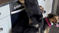 شگرد جالب سگ های باهوش برای بدست آوردن غذا! + فیلم