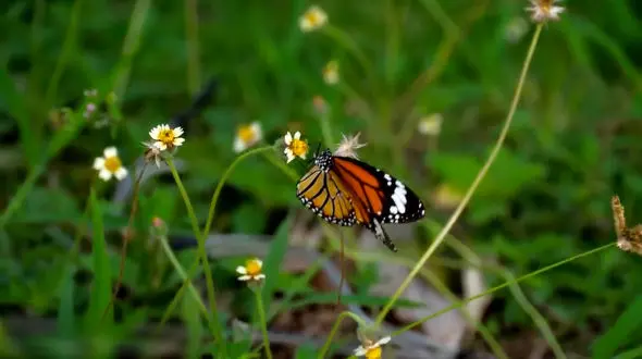 آهنگ بی کلام آرامش بخش به همراه تصاویر طبیعت و حیات وحش + فیلم 