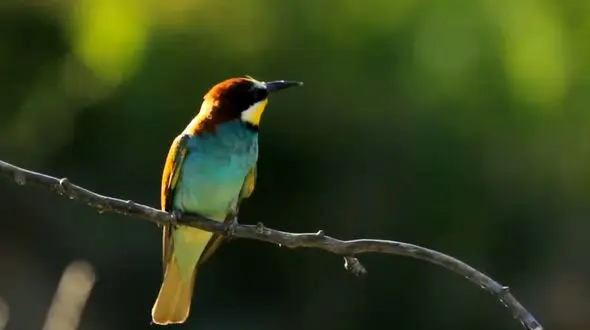 ببینید / آهنگ بی کلام آرامش بخش + فیلم 