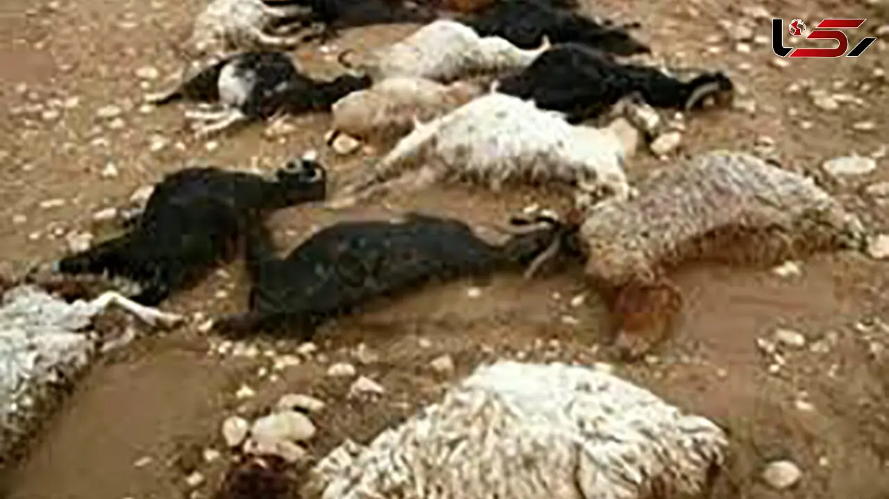 سیل خواف دام ها را کشت