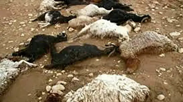 سیل خواف دام ها را کشت