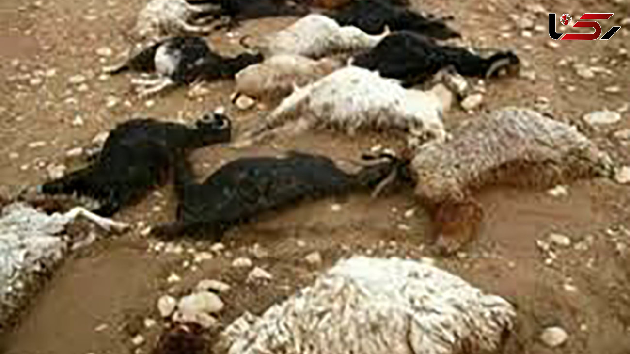 خشک شدن 36 حیوان زبان بسته در رعد و برق وحشتناک