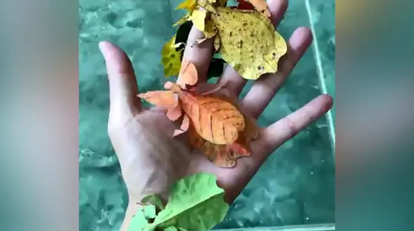 این حشره است یا برگ؟+ فیلم