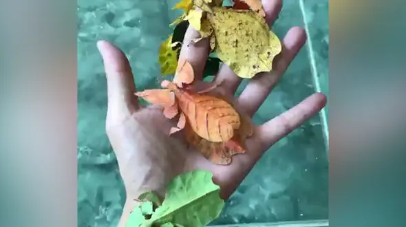 این حشره است یا برگ؟+ فیلم