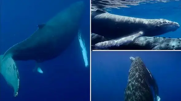 فیلمی خیره کننده از لحظه نادر تولد نهنگ گوژپشت برای اولین بار 