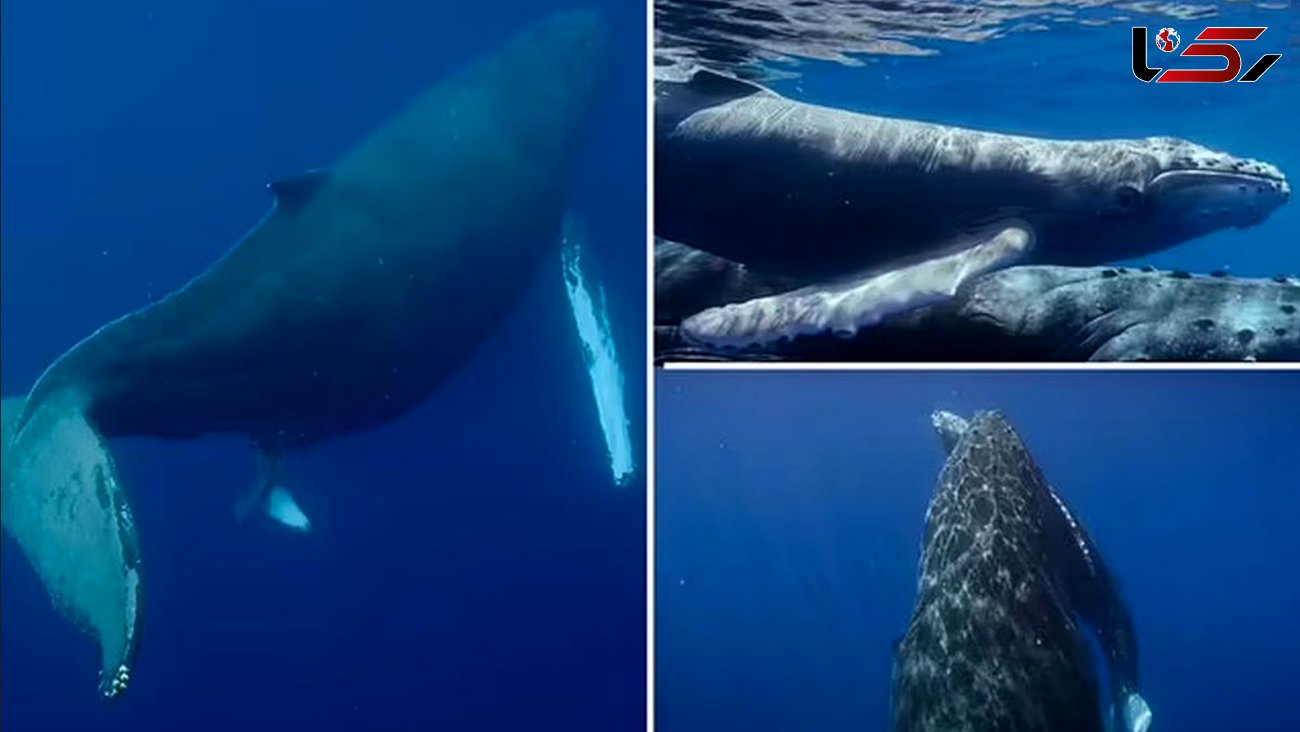 فیلمی خیره کننده از لحظه نادر تولد نهنگ گوژپشت برای اولین بار 
