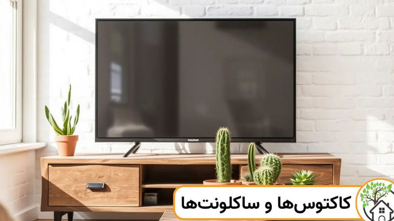 کاکتوس