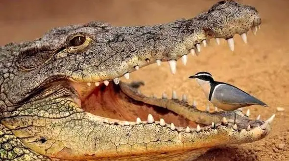 این پرنده شکار کروکودیل نشد + عکس