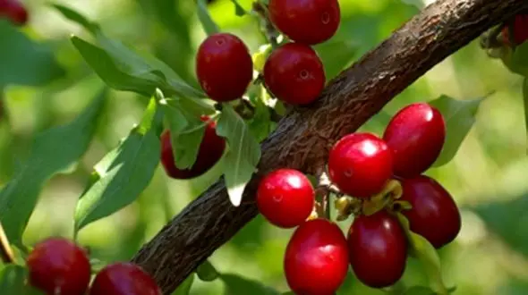 با خواص و مزایای حیرت انگیز زغال اخته آشنا شوید