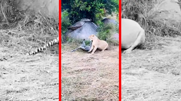 فیلم درگیری پلنگ و شیر در حیات وحش