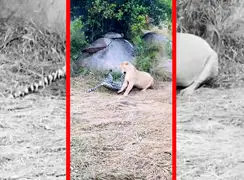 فیلم درگیری پلنگ و شیر در حیات وحش