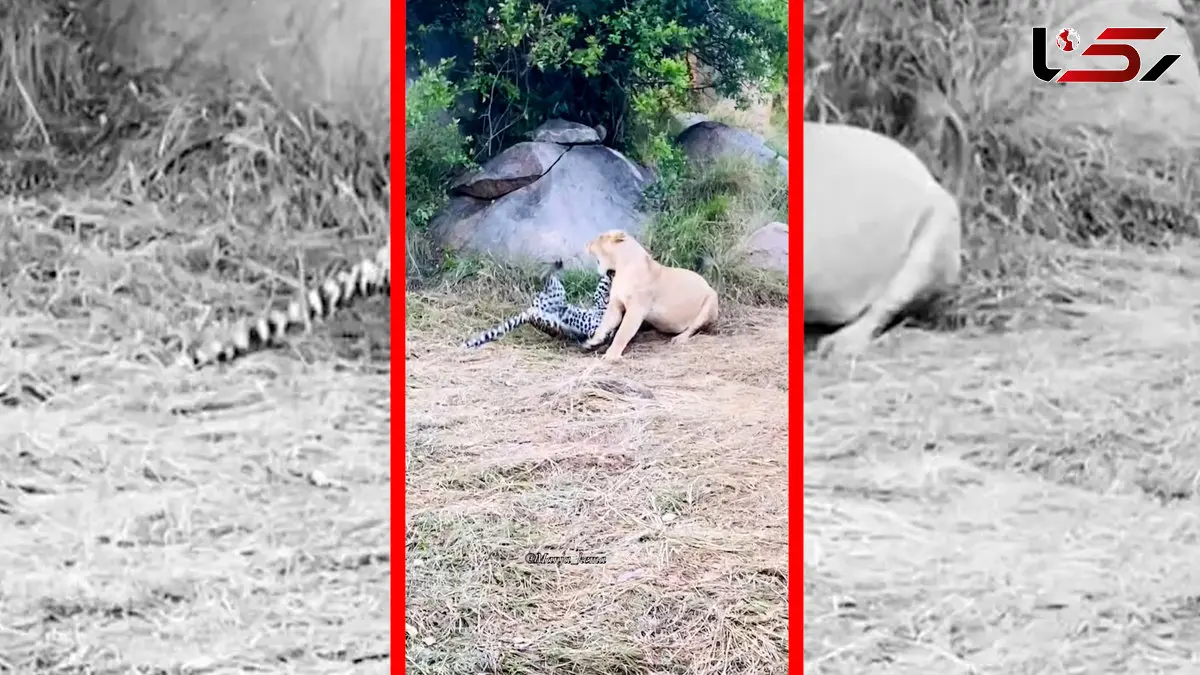 فیلم درگیری پلنگ و شیر در حیات وحش