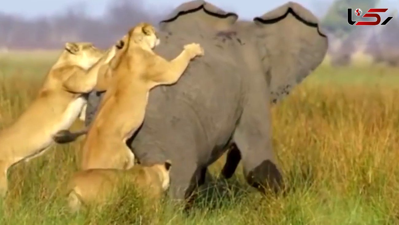 حمله شیر به فیل  /تلاش سلطان برای شکار سنگین ترین حیوان خشکی + فیلم
