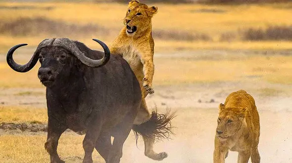 حمله شیرهای گرسنه به بوفالو + فیلم 