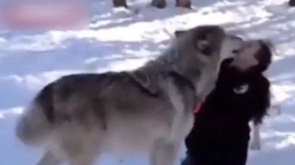 دوستی خطرناک یک زن با گرگ‌های غول پیکر + فیلم و عکس