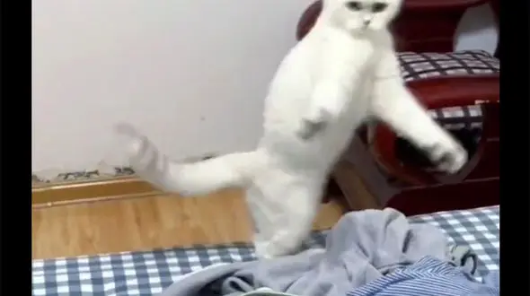 ببینید / هنر بازیگری خنده‌ دار یک گربه بعد از صحنه تیراندازی / واقعا حیرت آور است