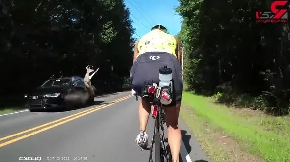 تصادف وحشتناک یک گوزن با خودرو در جاده جنگلی +فیلم