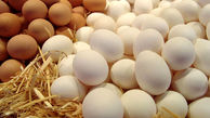 تخم مرغ‌های وارداتی از ترکیه با قیمت ۴۳ هزار تومان به دست مردم می‌رسد