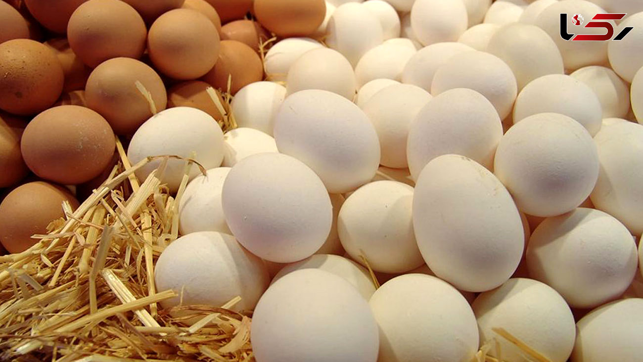 عرضه گسترده تخم مرغ شانه ای 42 هزار و 500 تومانی از امروز