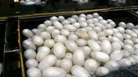 ۴۶ هزار جعبه تخم نوغان در کشور توزیع شد