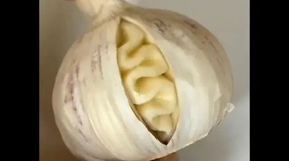تزئین سیر به شکل زیبا + فیلم